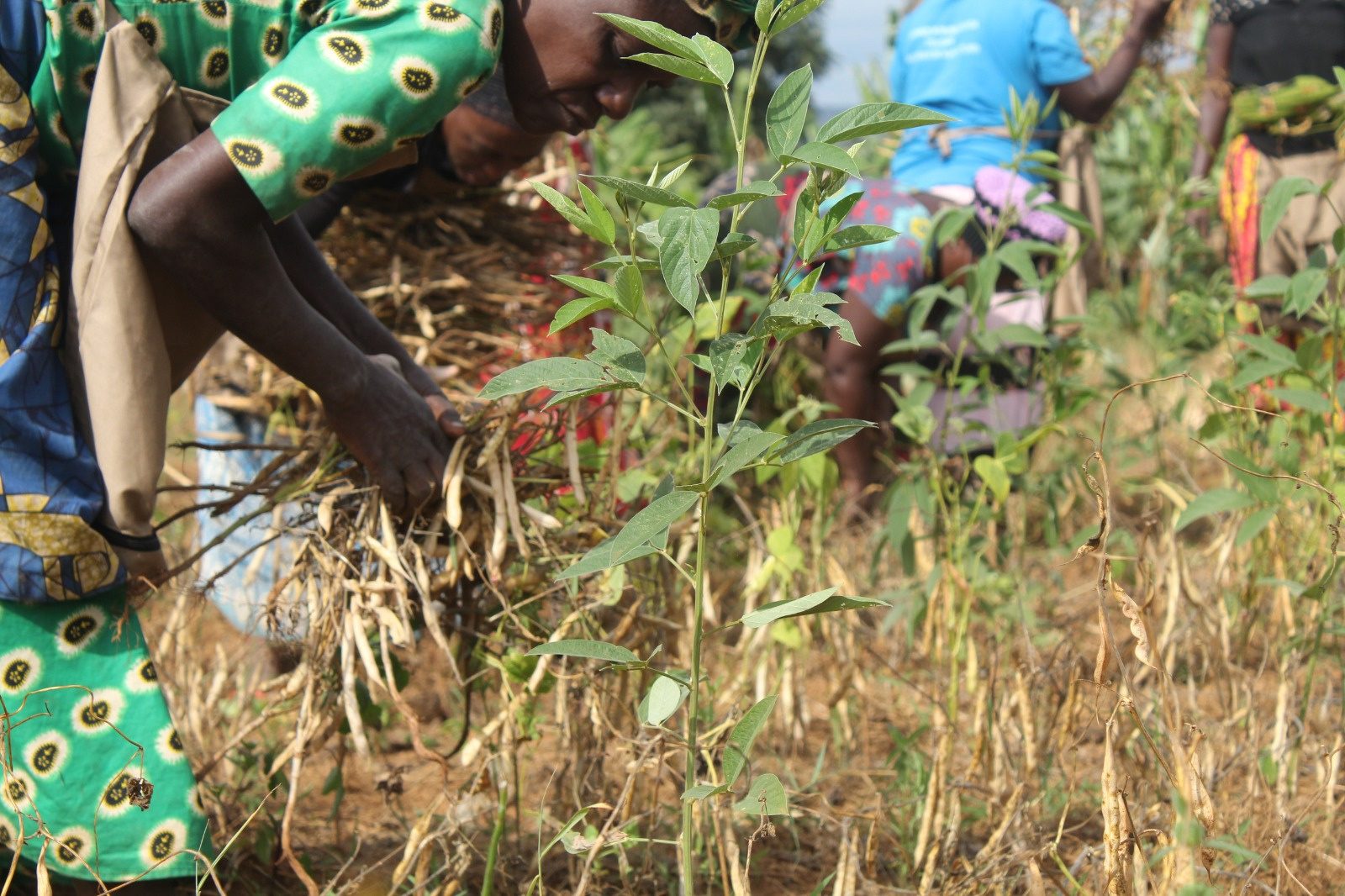 Community members harvesting beans together in Bugesera