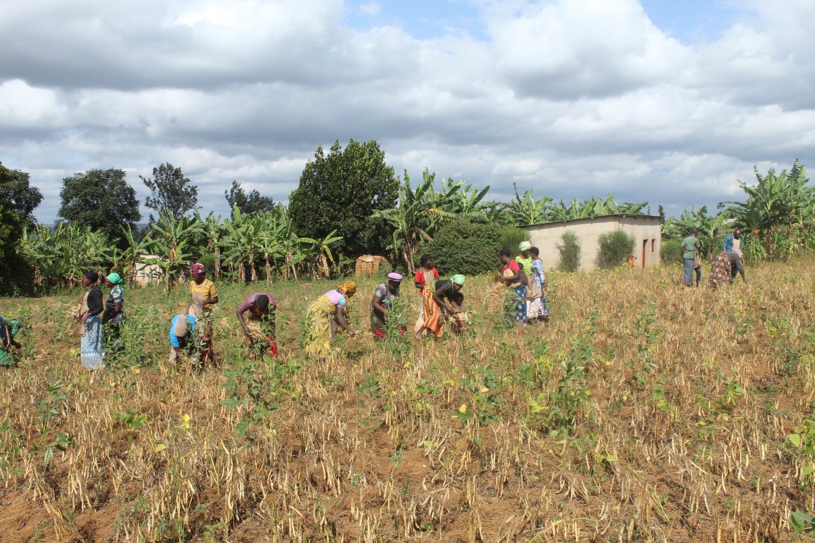 Conservation Agriculture participants harvesting beans